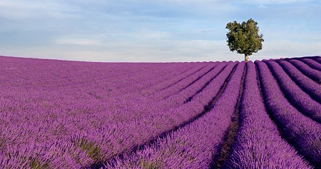 Cánh đồng hoa Lavender Đà Lạt - Vẻ đẹp diệu kỳ trên cao nguyên