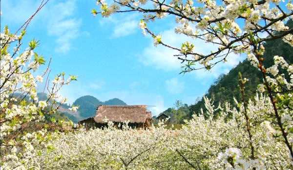 Tour Tây Bắc Mùa Hoa Ban Nở từ Hà Nội