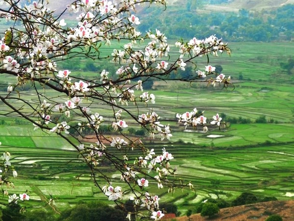 Tour Tây Bắc Mùa Hoa Ban Nở từ Hà Nội