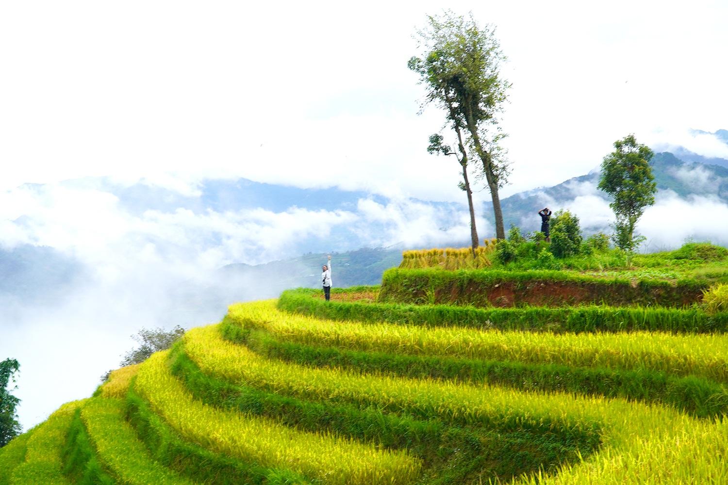 Hoàng Su Phì Mùa Lúa Chín