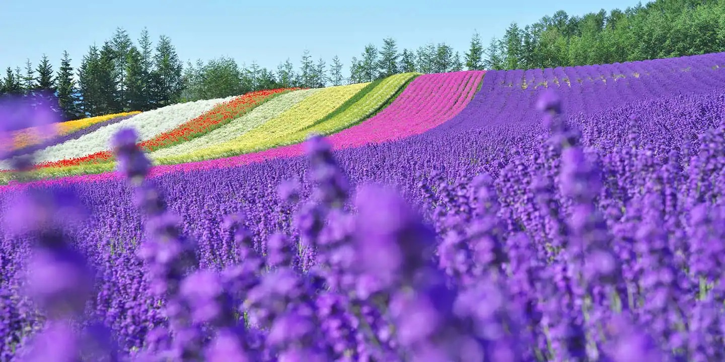 Hokkaido – Đồi hoa oải hương Furano - hồ xanh Biei 6 Ngày