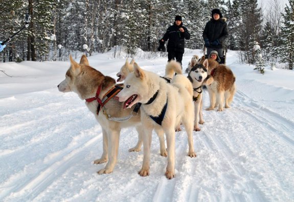 Săn Bắc Cực Quang Murmansk