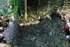 Suối Cá Thần – Thành Nhà Hồ - Đền Sòng 1 Ngày