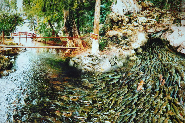 Suối Cá Thần – Thành Nhà Hồ - Đền Sòng 1 Ngày