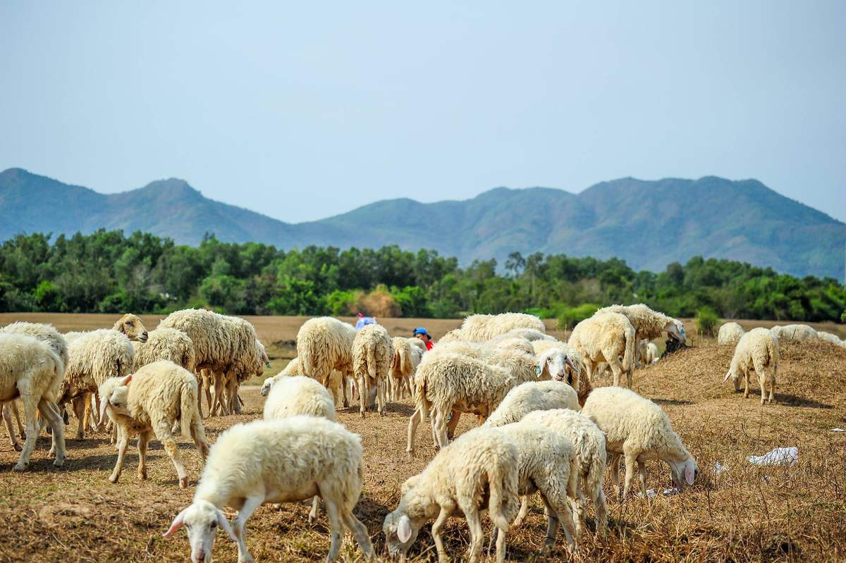 Tour Biển Vũng Tàu 3 Ngày 2 Đêm