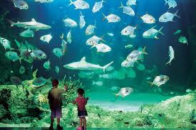 Tour Canberra - Sydney – Melbourne 8 Ngày