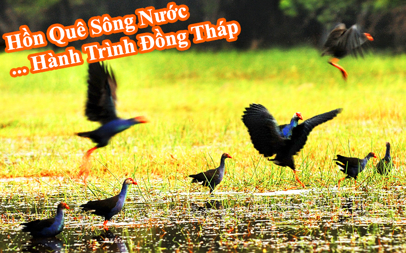Tour Đồng Tháp 2025