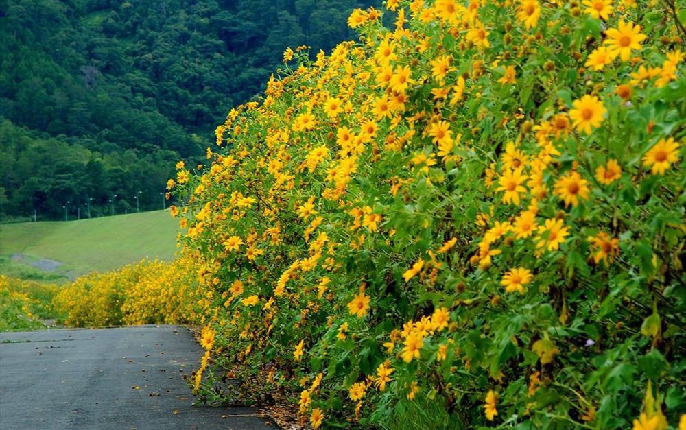 Tour Du Lịch Ba Vì - Mùa Hoa Dã Quỳ Nở