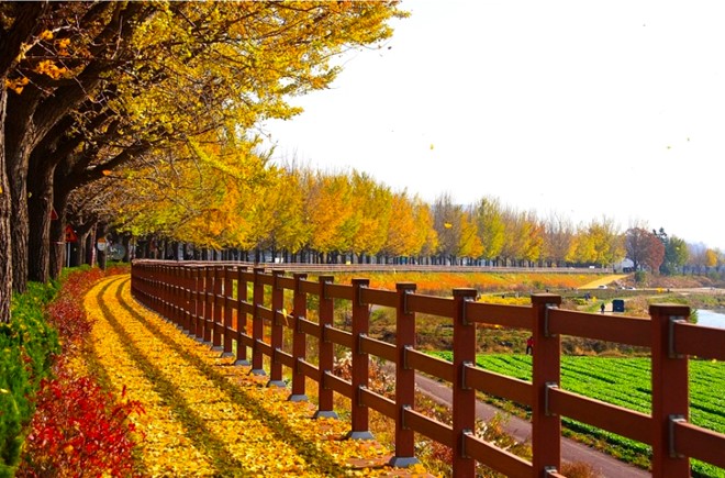Tour Du Lịch Hàn Quốc mùa thu vàng