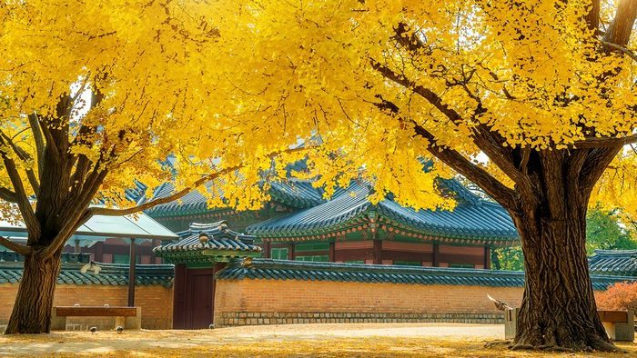 Tour Du Lịch Hàn Quốc mùa thu vàng