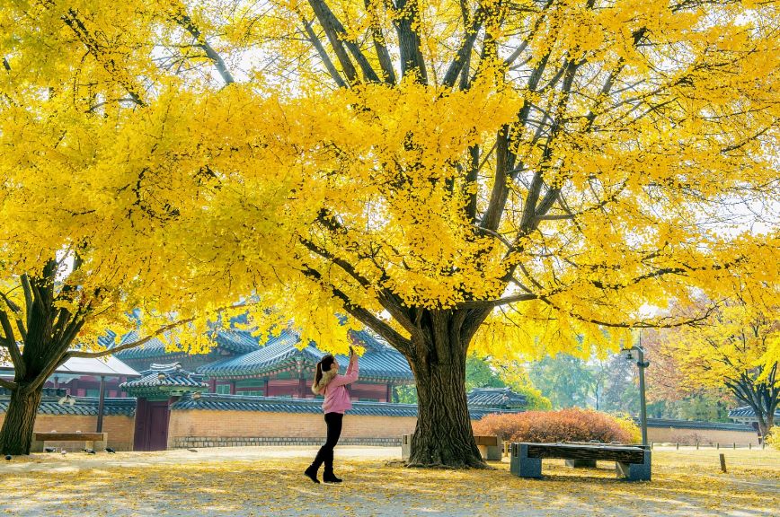 Tour Du Lịch Hàn Quốc mùa thu vàng
