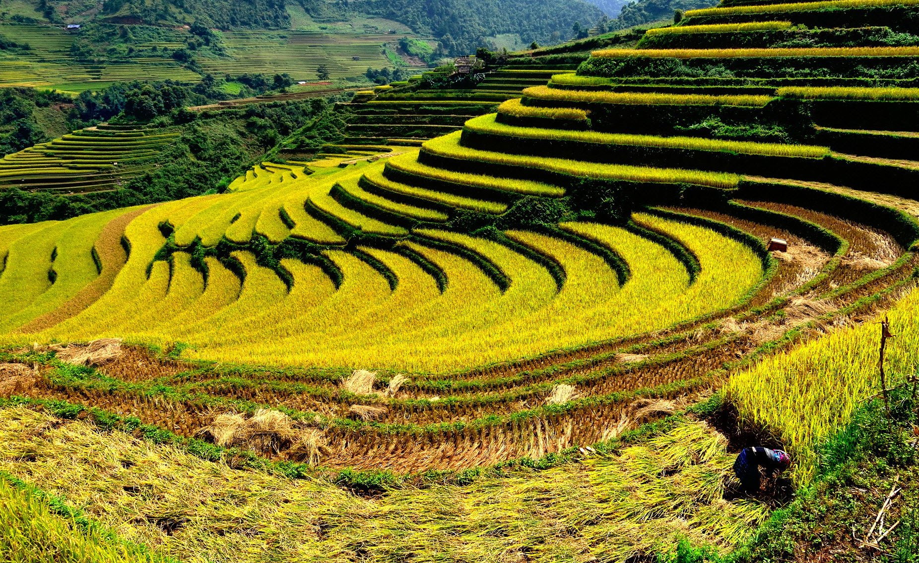 Tour Du Lịch Mù Cang Chải 2 Ngày 1 Đêm