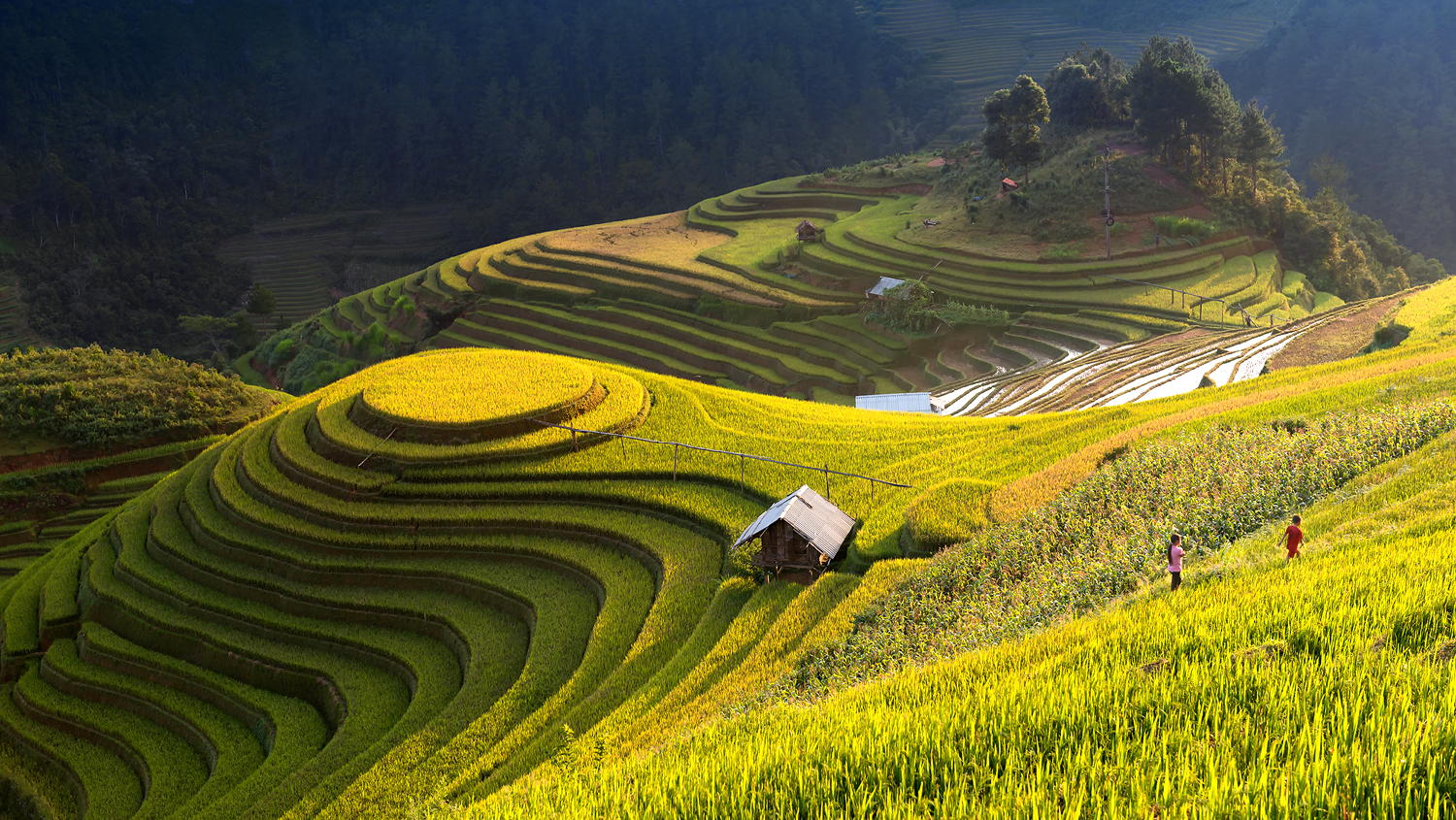 Tour Du Lịch Mù Cang Chải 3 Ngày 2 Đêm
