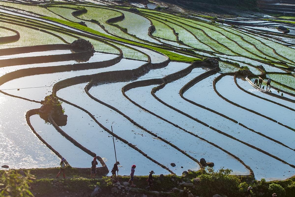 Tour Du lịch Y Tý Mùa Nước Đổ 3 Ngày