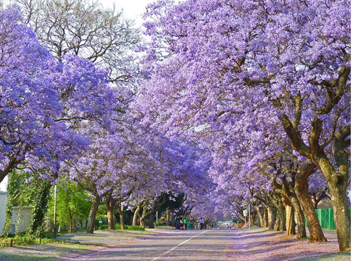 Tour Du Xuân Nam Phi