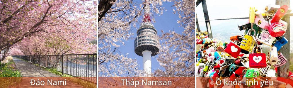 Tour Hàn Quốc mùa hoa anh đào
