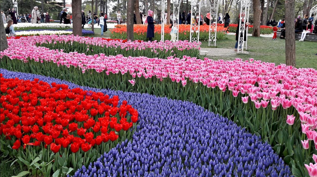 Tour Lễ hội hoa Tulip Istanbul