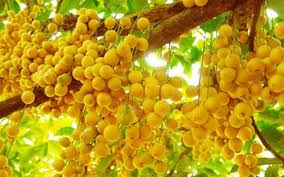 Tour Miền Tây 3 ngày 2 đêm khởi hành từ TP Hồ Chí Minh