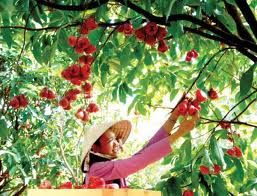 Tour Miền Tây 3 ngày 2 đêm khởi hành từ TP Hồ Chí Minh