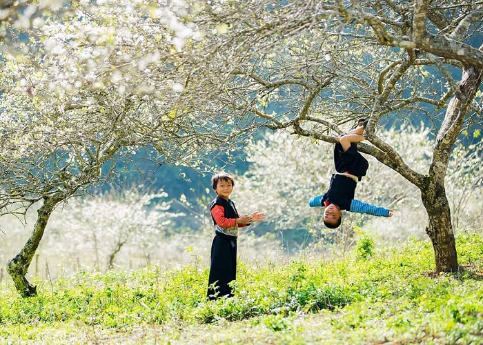 Tour Mộc châu - Tà Xùa Thiên đường mây và hoa 3 Ngày 2 Đêm