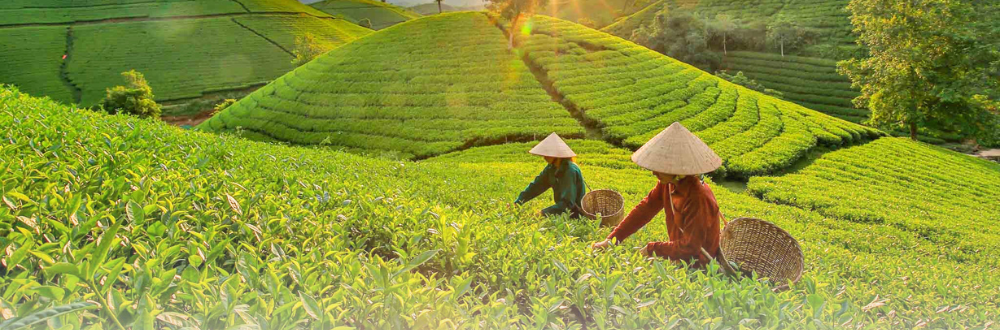 Tour Mộc Châu 2 ngày 1 đêm khởi hành lễ 30/4 và 1/5