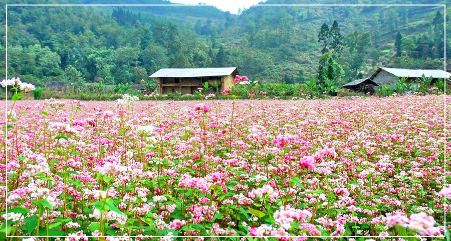 Tour Mộc Châu 2 Ngày 1 Đêm