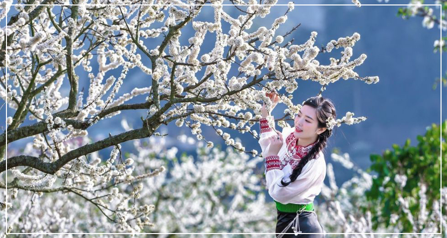 Tour Mộc Châu 2 Ngày 1 Đêm