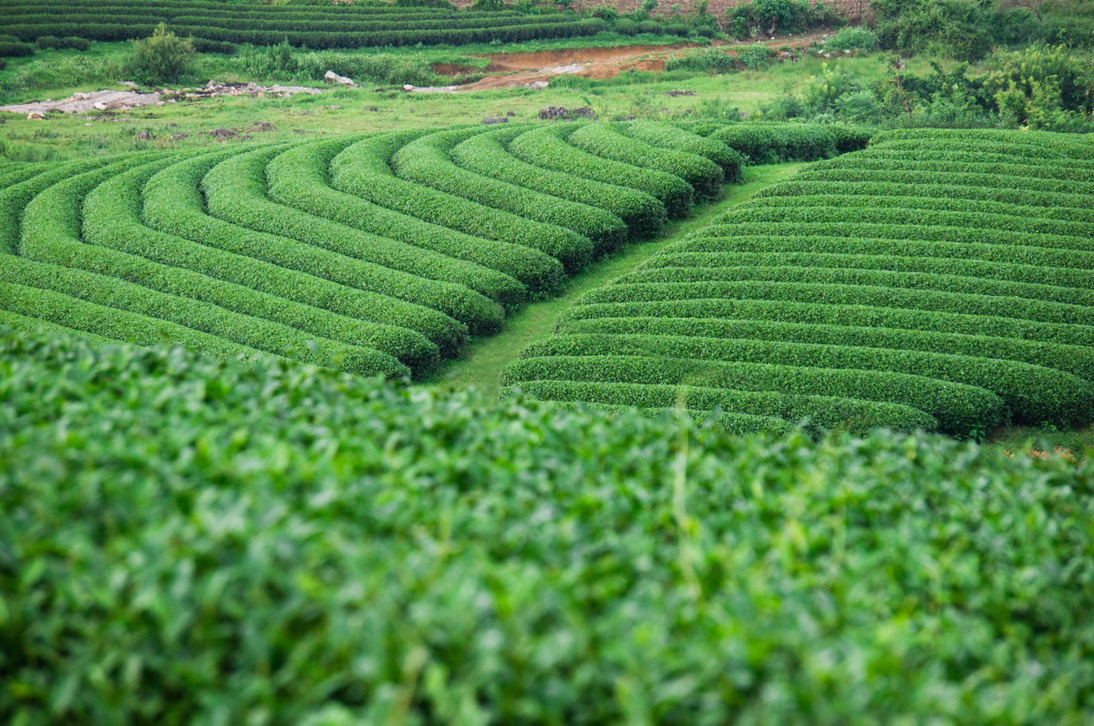 Tour Lễ 2/9 Mộc Châu đón Tết Độc Lập Giá Tốt 2025