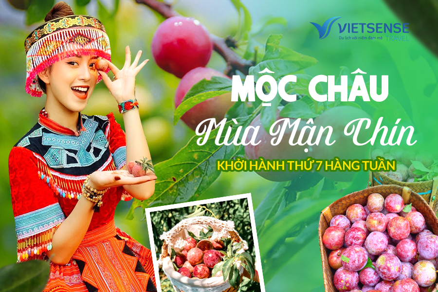 Tour Mộc Châu Mùa Mận Chín 2 Ngày 1 Đêm