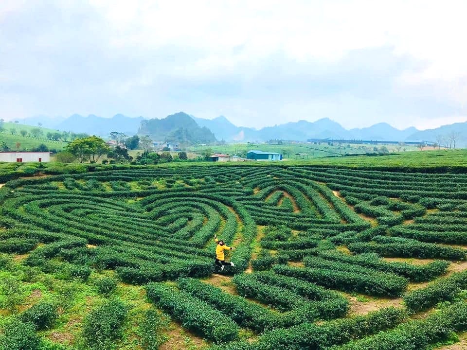 Tour Mộc Châu Ngắm Hoa Cải Trắng