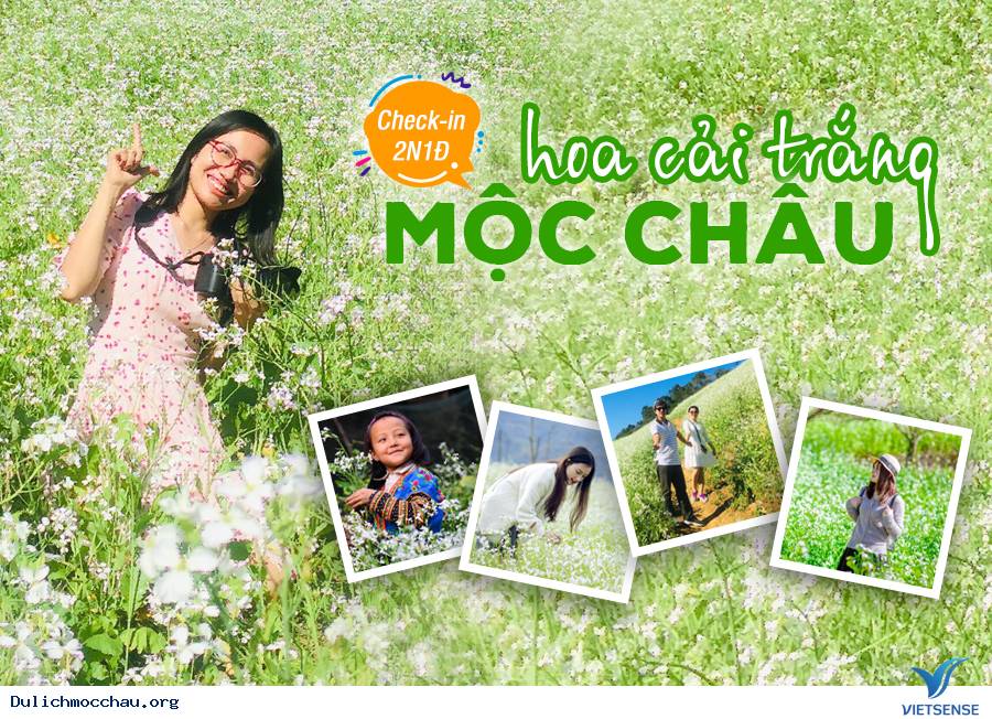 Tour Mộc Châu Ngắm Hoa Cải Trắng