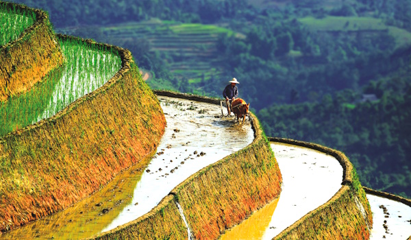 Tour Mù Căng Chải Mùa Nước Đổ