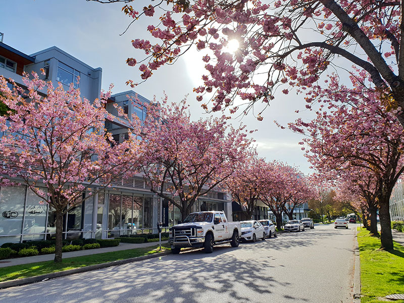 Tour mùa Hoa Anh Đào Canada