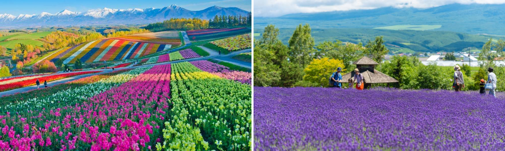 Tour mùa hoa lavender, hoa hướng dương Nhật Bản