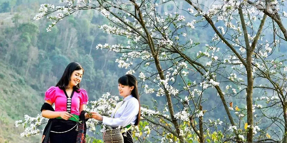 Tour Ngắm Hoa Ban Tây Bắc 5 ngày từ TP HCM