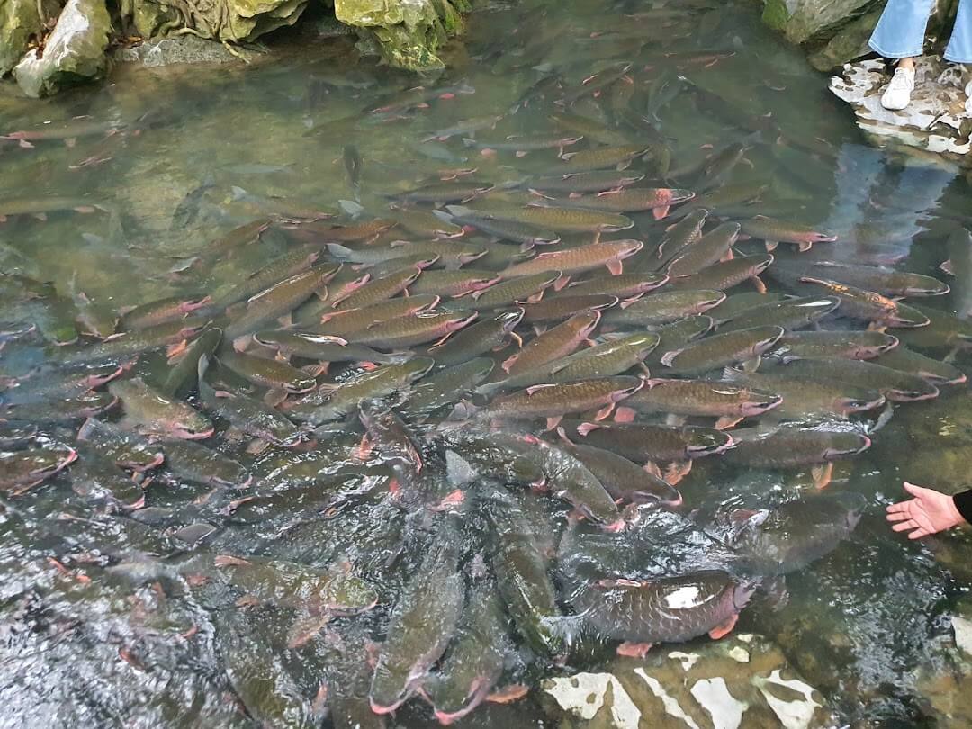 Tour Pù Luông - Suối Cá Thần 2 Ngày 1 Đêm