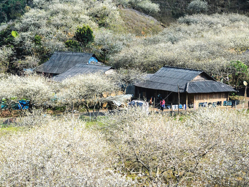 TOUR TÂY BẮC MÙA HOA MƠ HOA MẬN