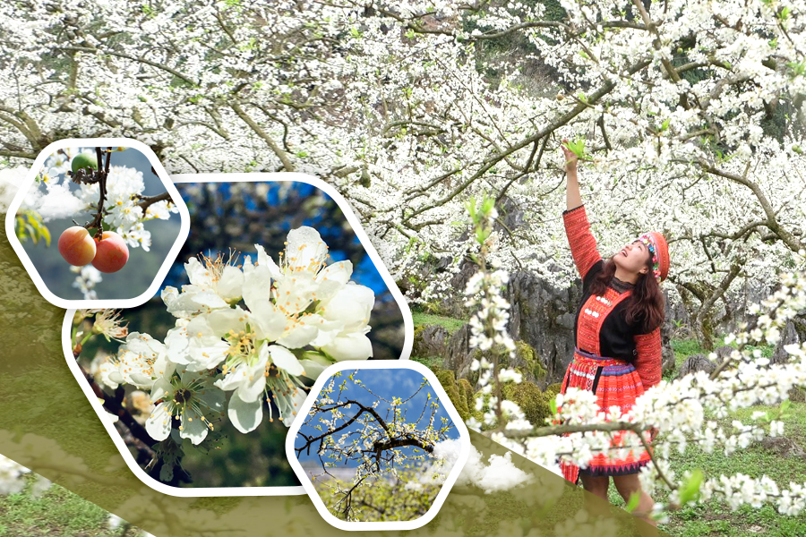 TOUR TÂY BẮC MÙA HOA MƠ HOA MẬN