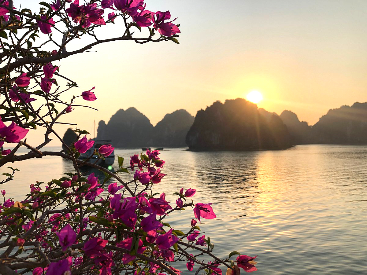 Tour Tuần Châu-Động Thiên Cung-Đảo Rồng-Hòn Gà Chọi 2 ngày