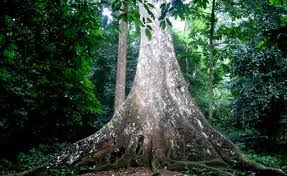 Tour Vườn quốc gia Cúc Phương - Đầm Vân Long 2 Ngày