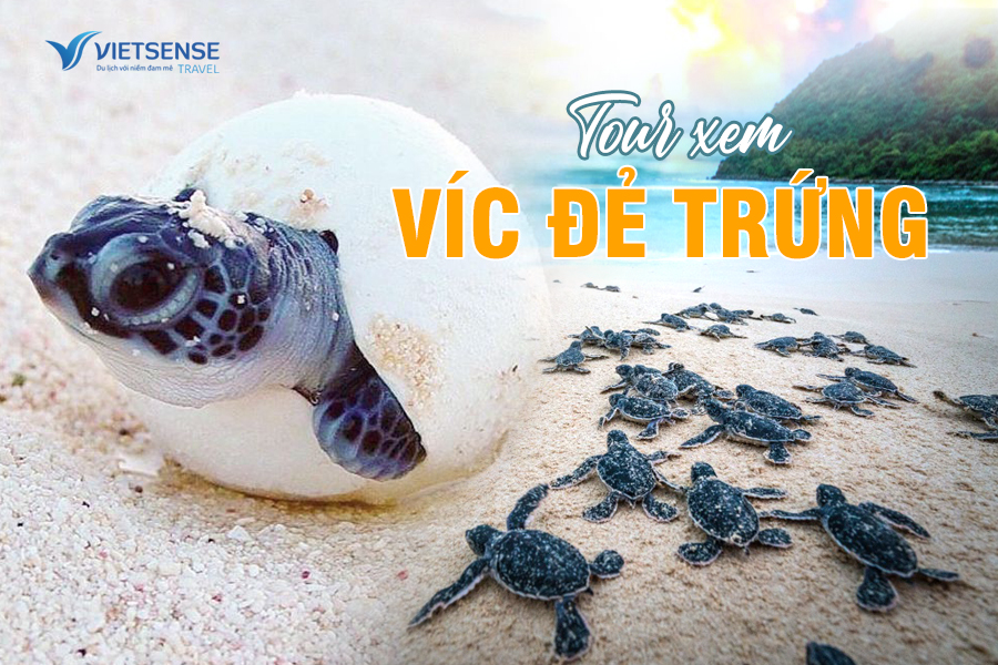 Tour Xem Víc Đẻ Trứng trên hòn Bảy Cạnh ở Côn Đảo
