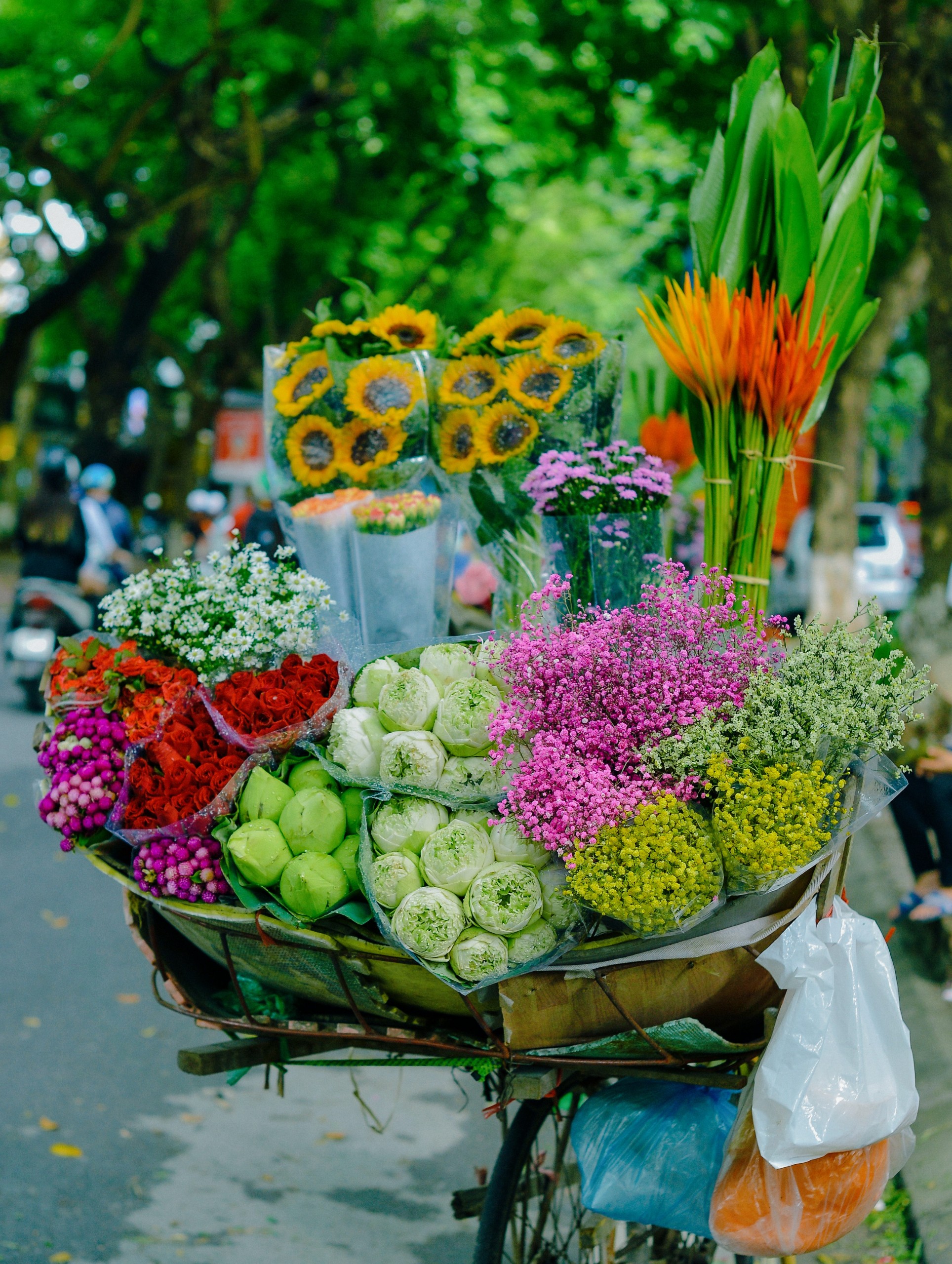 12 Mùa hoa Hà Nội đẹp ngây ngất say đắm lòng người