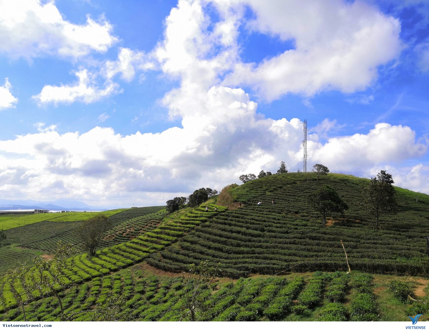 Biển Hồ Chè Gia Lai