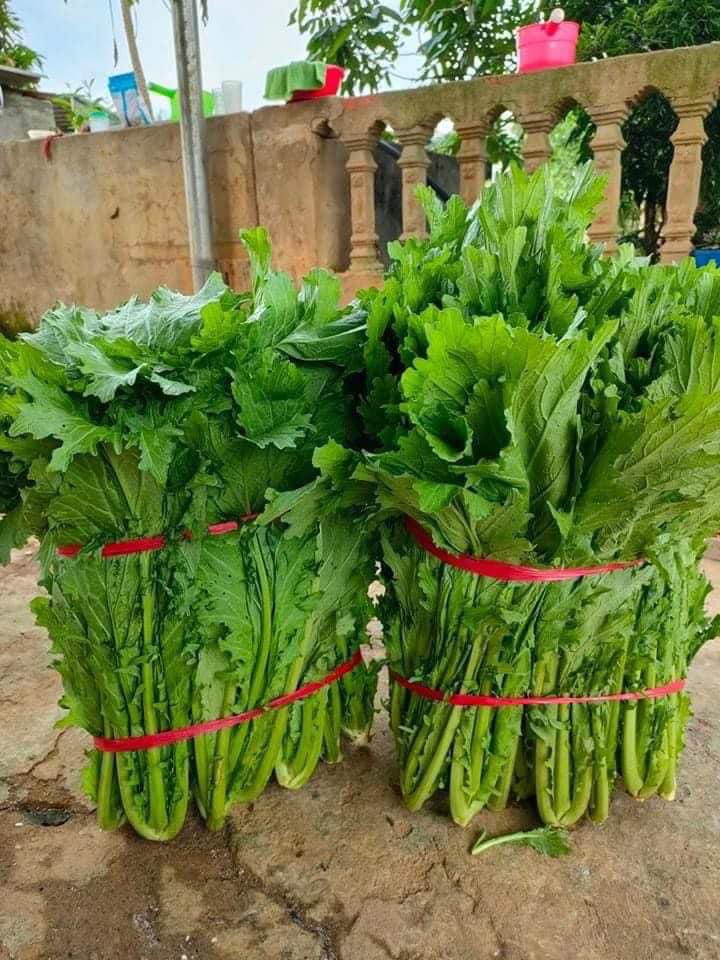 Cải mèo Mộc Châu-Đặc t̉rưng cho nền ẩm thực địa phương