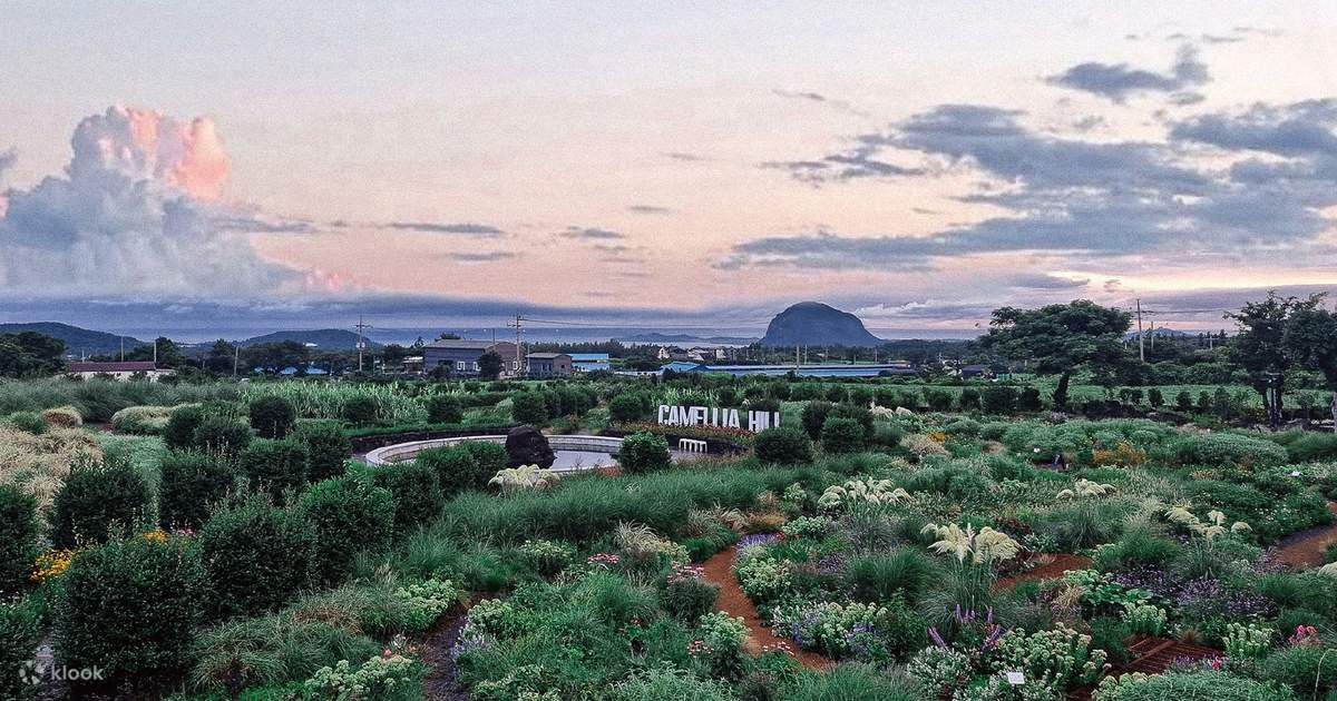 Camellia Hill