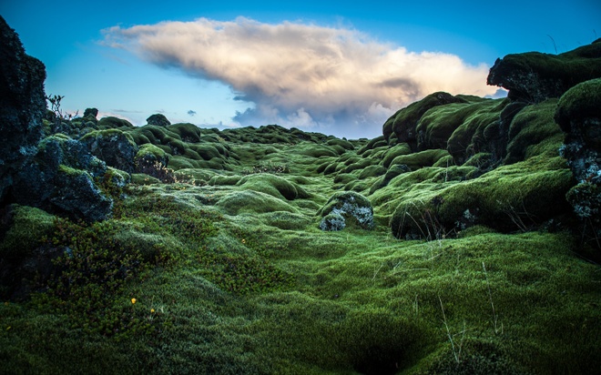 Cánh đồng rêu địa y - Thiên đường phủ kín màu xanh tại Iceland