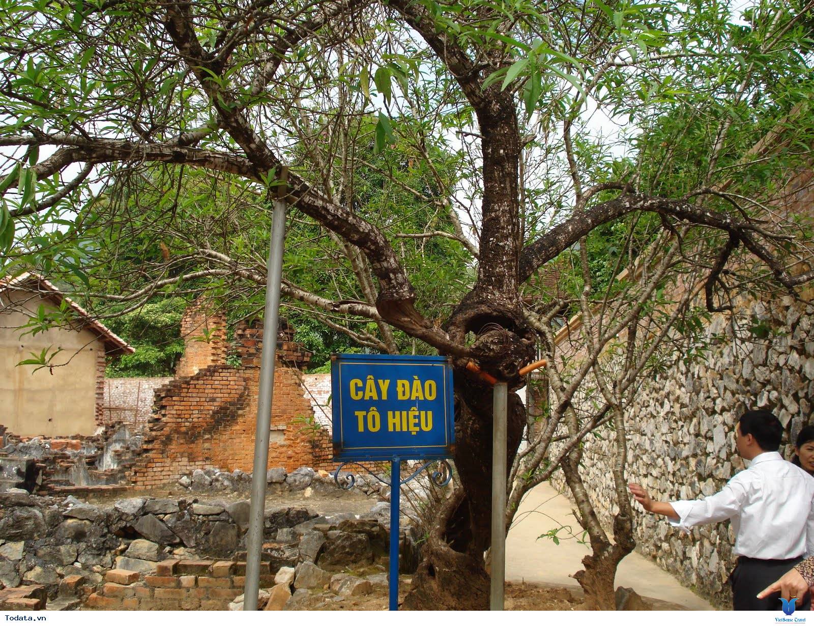 Cây đào Tô Hiệu - Tinh thần kiên trung của người tù cộng sản