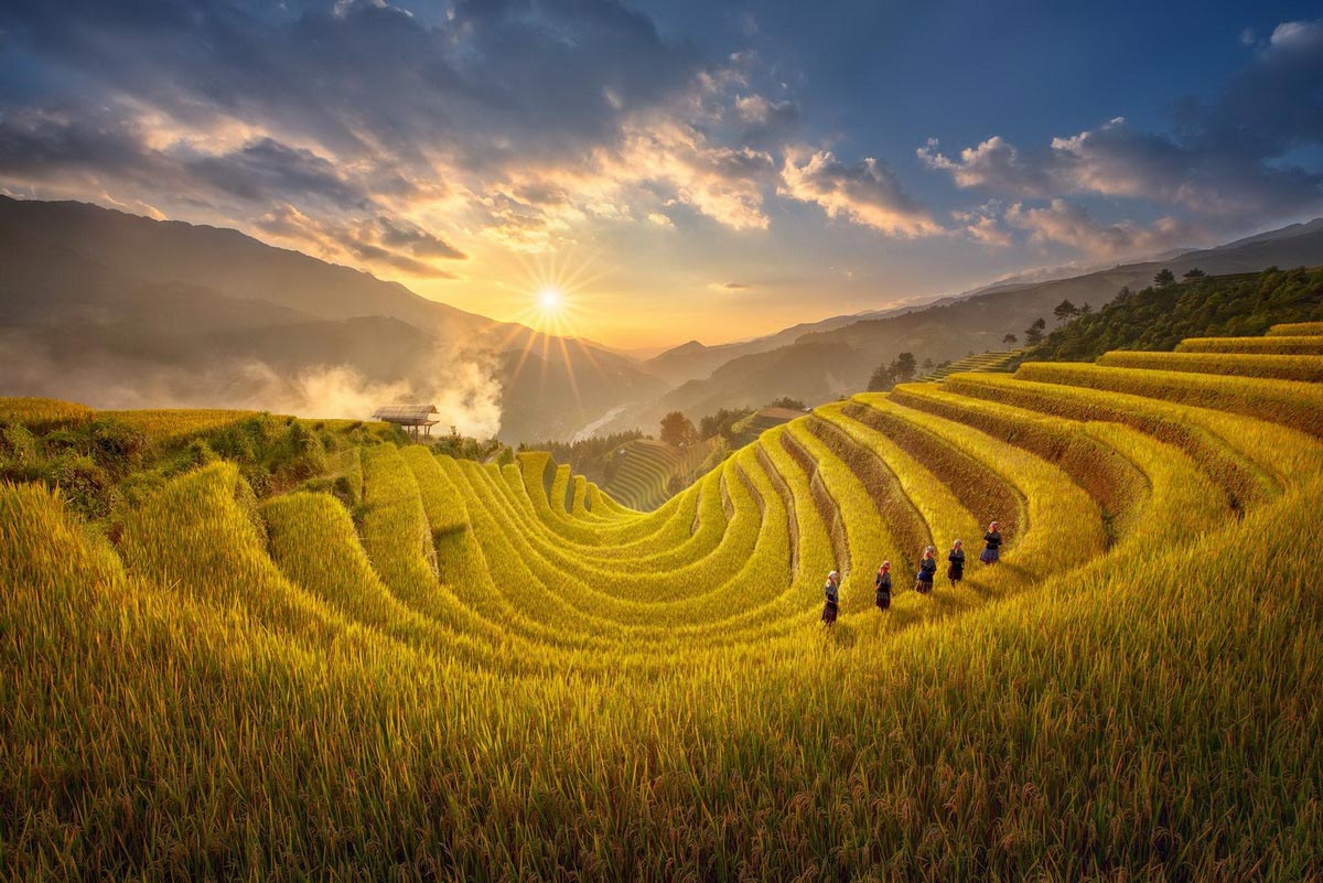 Đẹp như “mùa vàng” trên cao nguyên Y Tý