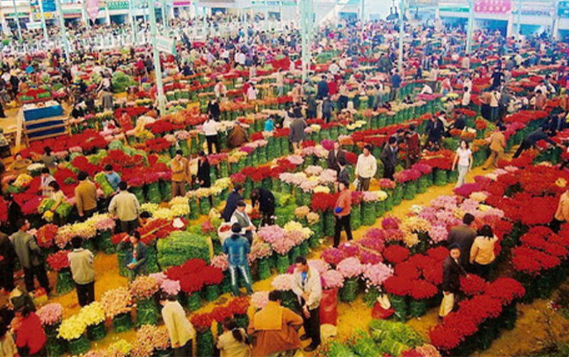 Ghé thăm Chợ hoa Đấu Nam