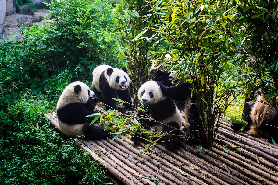 Công viên gấu trúc Thành Đô